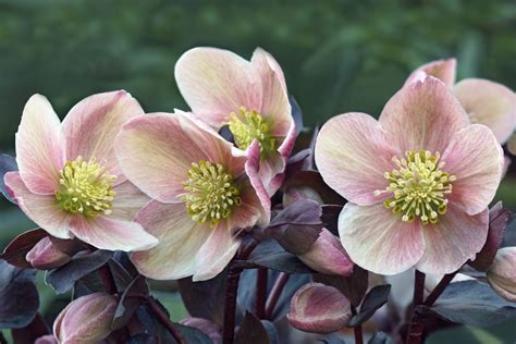 Helleborus - Lenten Rose Care and Varieties - Flower Magazine