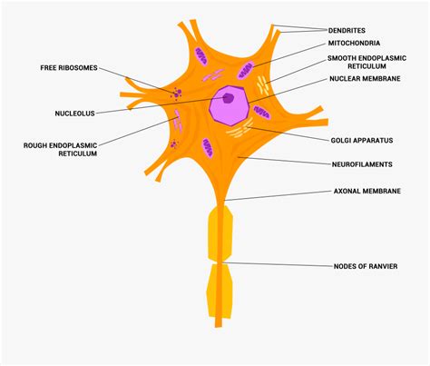 File Neuron Or Cell - Diagram Of Nerve Tissue , Free Transparent ...