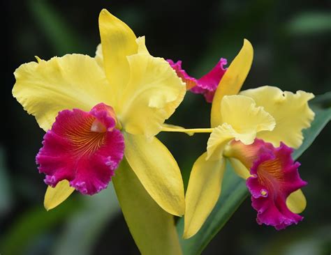 10 Easy-to-Grow Orchid Types for Your Indoor Garden - Orchid Resource ...