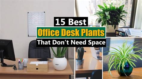 Office Cubicle Plants