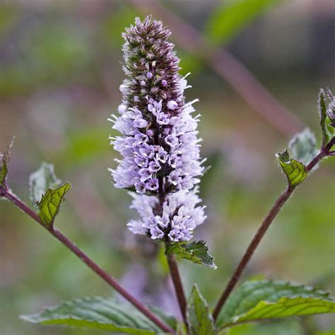 Planting and caring for Peppermint - Mein schöner Garten