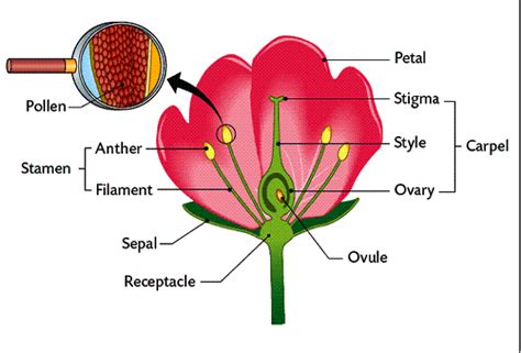 Flower Structure - Angiosperm