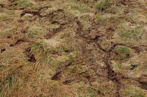 How To Prevent Voles From Destroying Your Yard - Turf Care Enterprises