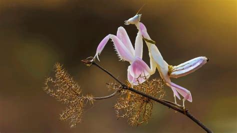 9 Orchid Mantis Facts - Fact Animal