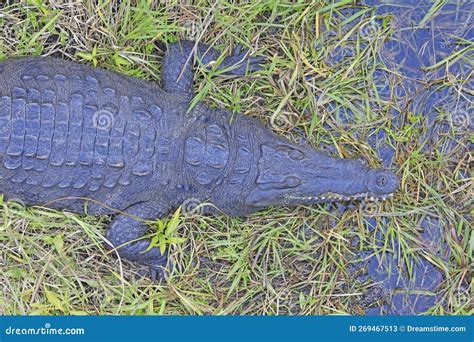 Close-up Crocodile in the Swamp in Everglades National Park Stock Image ...