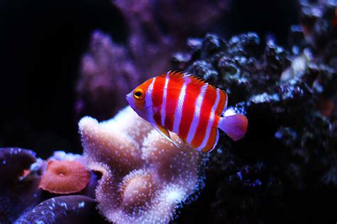 Most Unique and Rare Saltwater Aquarium Fish