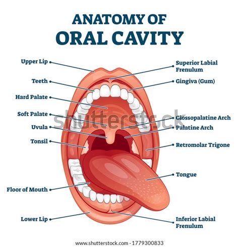 13,352 Oral Cavity Anatomy Images, Stock Photos & Vectors | Shutterstock