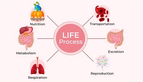 CBSE Class 10 Science Notes Chapter 5 Life Processes