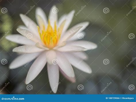 Wild Lotus Flower in Karnataka, India. Natural Colors Stock Photo ...