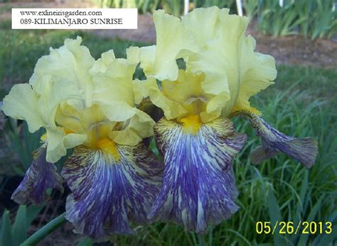 Kilimanjaro Sunrise | Exline Iris Garden