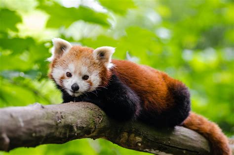 Red Pandas · Free Stock Photo