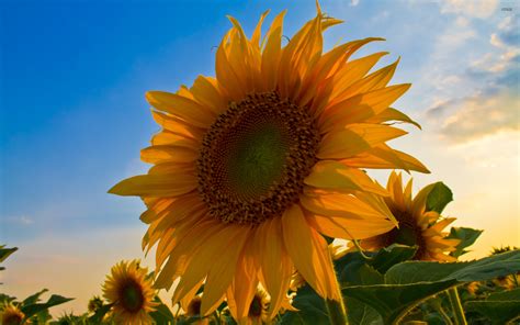 🔥 [120+] Sunflowers Wallpapers | WallpaperSafari