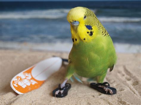 birdie in flipflops | Budgies, Funny parrots, Cute birds