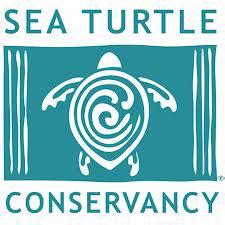 Marine Turtles in Bocas del Toro: Culture Vs Sustainability - The Bocas ...