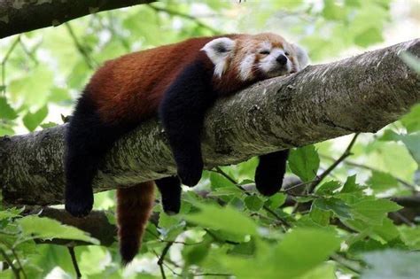 Adorable sleepy red panda : r/aww