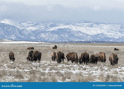 American Bison Grazing on the Prairie in Winter Stock Image - Image of ...