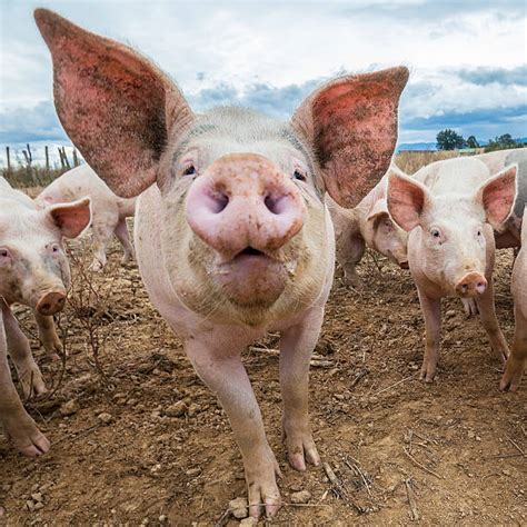 Pig Face Stock Photos, Pictures & Royalty-Free Images - iStock