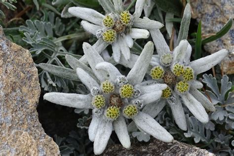 Edelweiss: plant profile, planting & care - Plantura