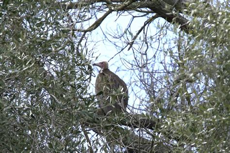 Endangered hooded vulture escapes from Oakland Zoo