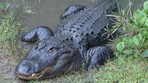 Central Florida Zoo & Botanical Gardens American Alligator Attraction ...