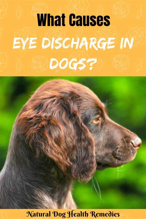 Types of Dog Eye Discharge and Possible Causes