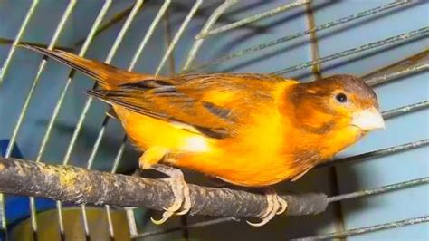 canary singing. Singing Canaries Lesson for Learning 4K - YouTube