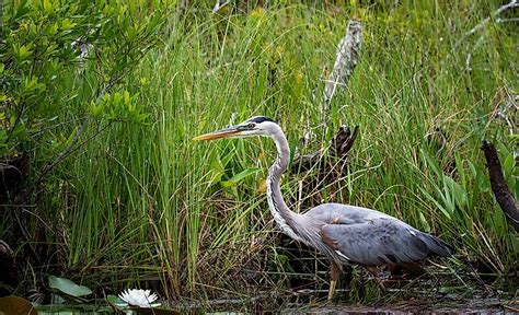 Okefenokee Swamp - WorldAtlas