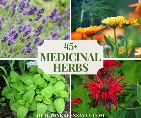 Growing a Medicinal Herb Garden: 45 Medicinal Garden Plants