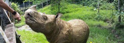 How you can help — Borneo Rhino Alliance