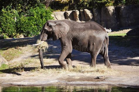 Elephant eating grass stock photo. Image of africa, male - 19831584