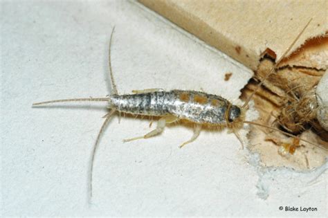 Signs of a Silverfish Infestation in the Home