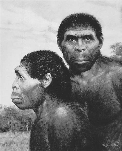 Homo erectus - Bipedalism, Brain Size, Tools | Britannica