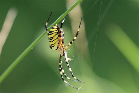 Getting to Know Your Arthropods: Writing Spider - Outdoorosity