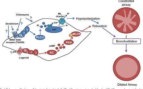 Future bronchodilator therapy: a bitter pill to swallow? | Semantic Scholar