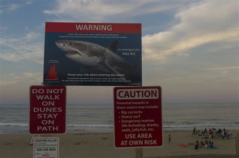 Great White Shark Attacks Seal Near Popular Cape Cod Beach, Resulting ...