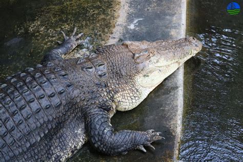 As humans close in on their habitat, crocodiles in the Philippines snap ...