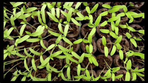 Tomato Seed Germination (Time Lapse) - YouTube