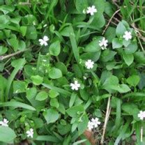 Purslane Control - Weed Service | Tuff Turf Molebusters