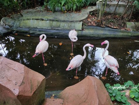 Everything You Need to Know Before Visiting Langkawi Wildlife Park ...