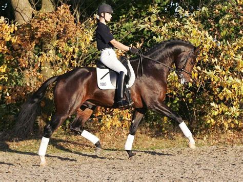 Dressage Horses for Sale - Peter Berkers Sporthorses