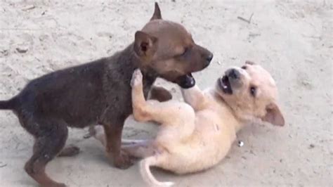 Why Do Puppies Fight With Each Other