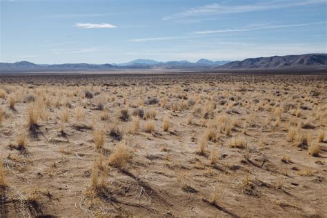 Desert Grass Pictures | Download Free Images on Unsplash