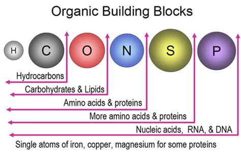 Organic Compouds Quiz