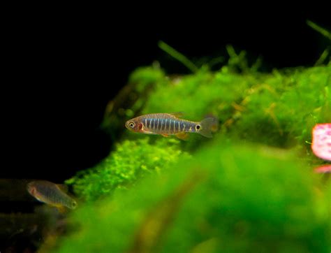 Emerald Dwarf Rasbora (Celestichthys erythromicron) - Aquatic Arts