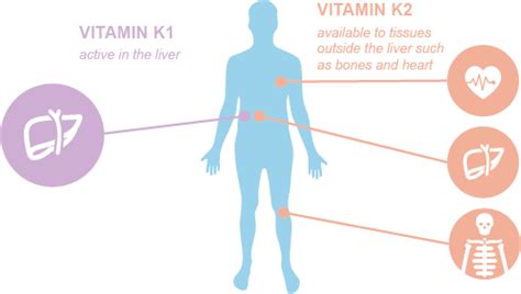 Vitamin K2: Potential Impact Beyond Bone & Cardiovascular Health