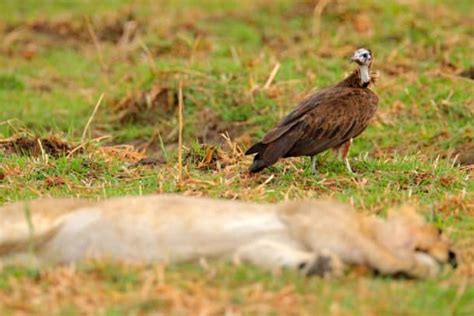 Meet the Hooded Vulture - The Scavenger’s Diet, Habitat, and Fun Facts