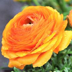 Ranunculus Bulbs Planting & Care Guide – Easy To Grow Bulbs