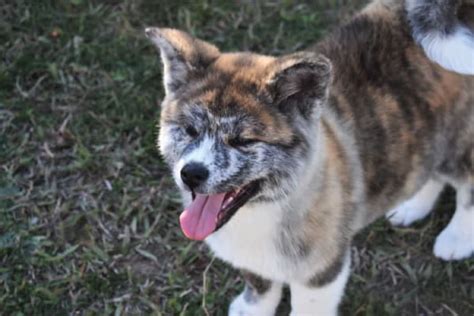 Husky Akita Mix | The Complete HUSKITA Guide | Huskita Puppy – My Happy ...