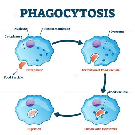 Phagocytosis vector illustration - VectorMine