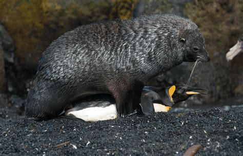 Watch: Penguin and seal participate in "consensual, beautiful ...